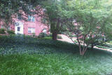Oak Knoll