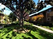 Shadow Oaks