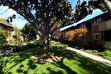 Shadow Oaks