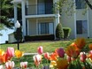 Starline Apartments