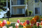 Starline Apartments