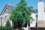 Crowne Oaks