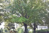 Germantown Gardens