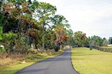 Hibiscus Springs