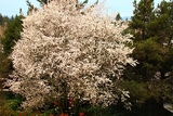 Maple Tree Apartments