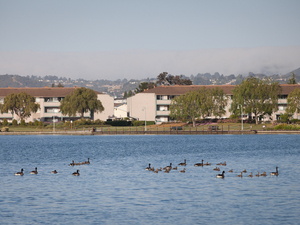 Harbor Cove | Foster City, California, 94404   MyNewPlace.com