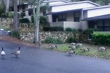 Indian Ridge Apartments