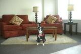 Evergreen Vista Apartments