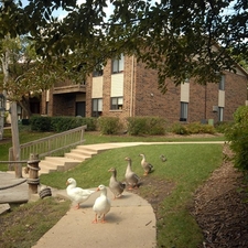 Arrowhead | Palatine, Illinois, 60074   MyNewPlace.com
