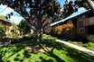 Shadow Oaks