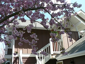 Veridian Cove | Seattle, Washington, 98133   MyNewPlace.com