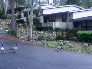 Indian Ridge Apartments | Tallahassee, Florida, 32308   MyNewPlace.com
