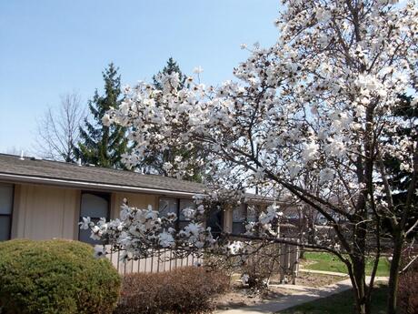 Pet Friendly for Rent in Berea