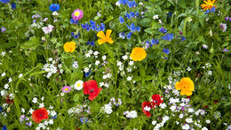 Carol Gardens