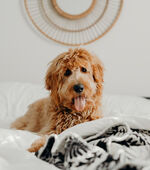 Bonavia Luxury Apartments