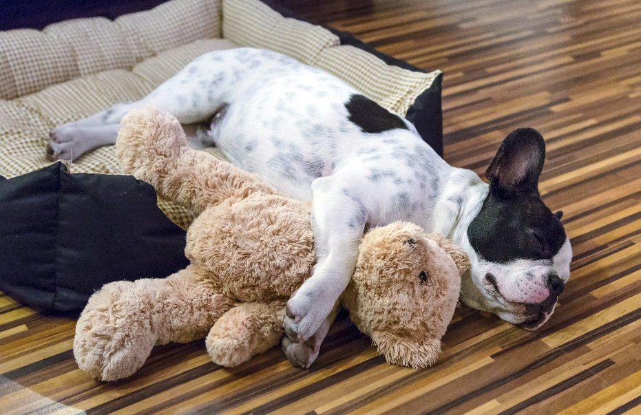 dog photo