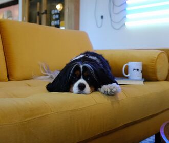 Stock image of floppy ear dog on yellow couch.