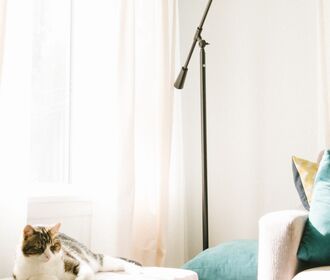 Stock image of a window, light, and an adorable cat.