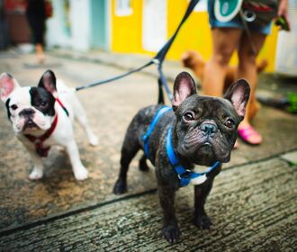 Stock image of 2 adorable French bulldogs.
