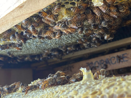 Beehive at The Pointe at South Mountain