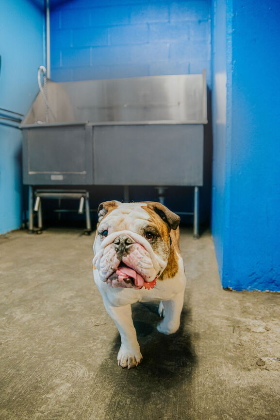 Pet wash room at The Stewart.