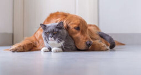 Catanddog