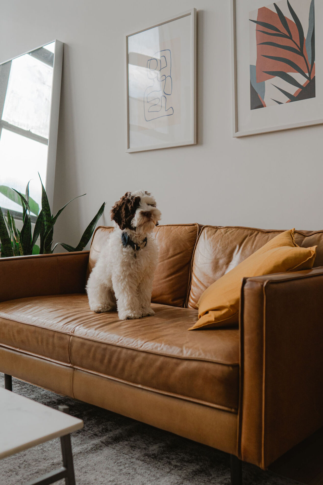 Dog sitting on a leather couch with plant on the floor